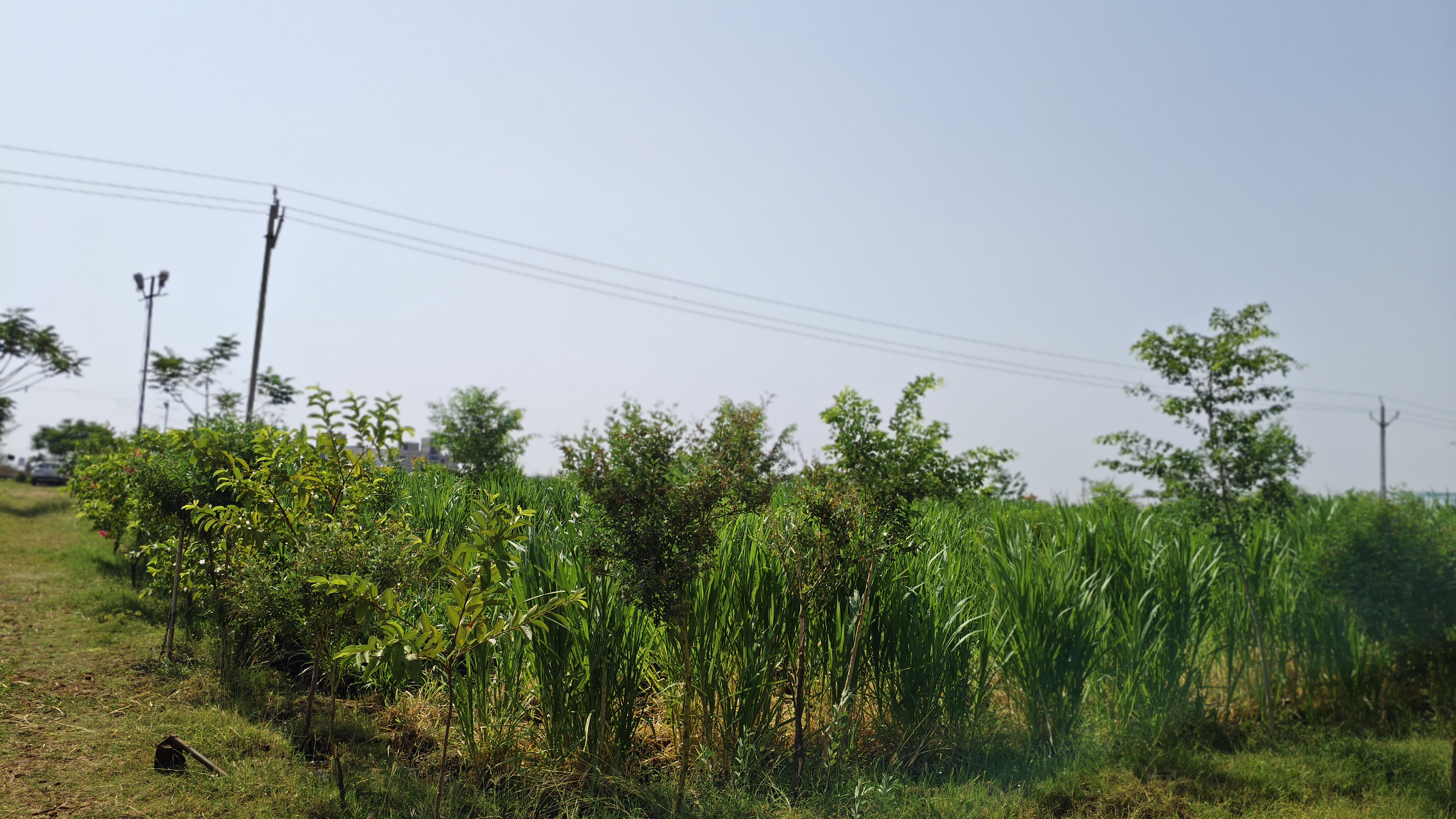 गैलरी छवि 19